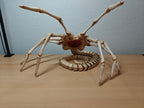 Life-Size Facehugger – Poseable Alien Prop