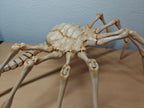 Life-Size Facehugger – Poseable Alien Prop