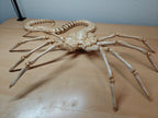 Life-Size Facehugger – Poseable Alien Prop