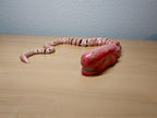 Articulated Chestburster – Detailed Alien Collectible