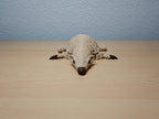 Articulated Pangolin – Flexible Animal Model